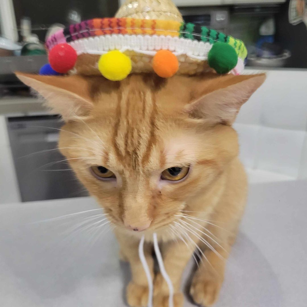 Max, a Adoptable Tabby in East Orange, NJ image 4/6