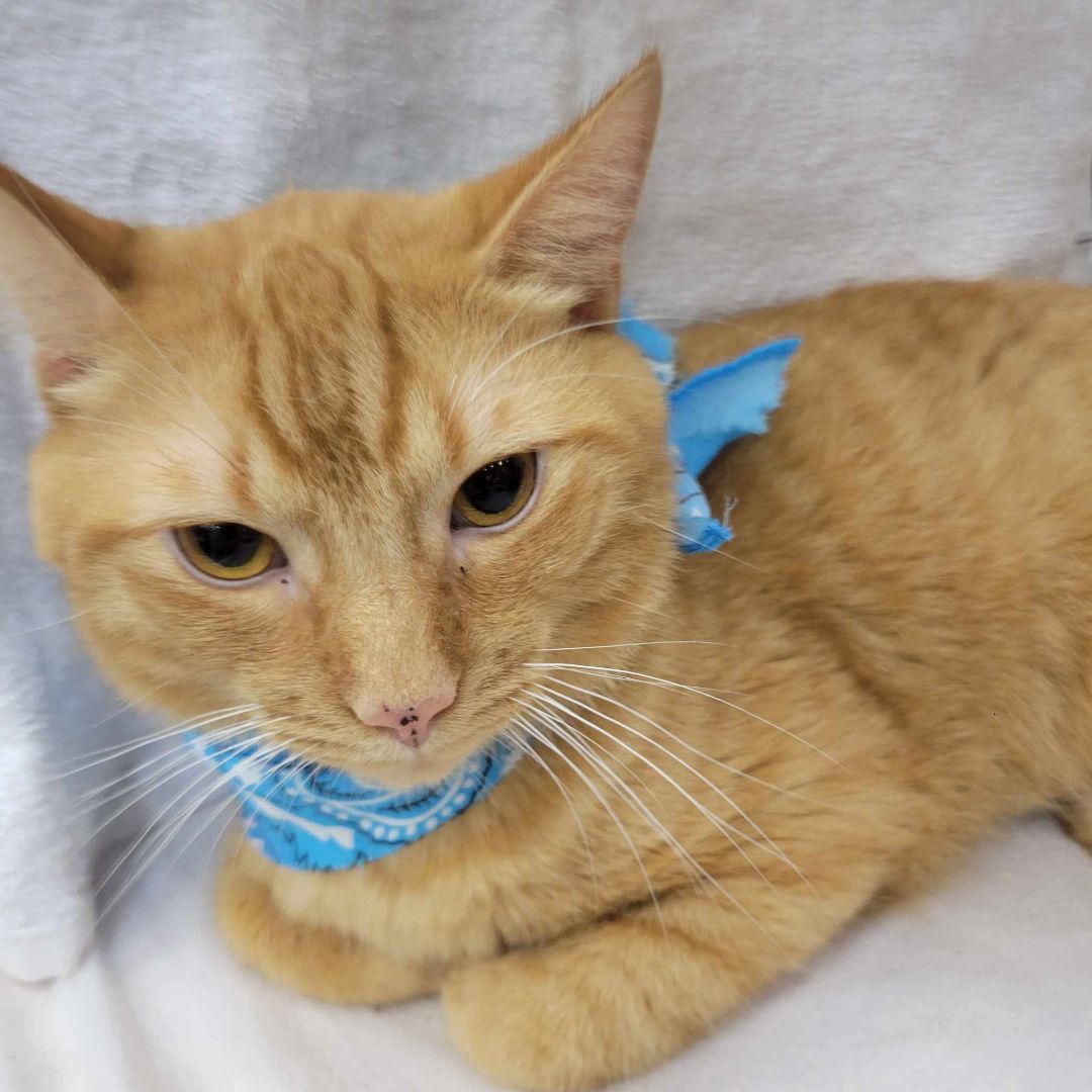 Max, a Adoptable Tabby in East Orange, NJ image 5/6