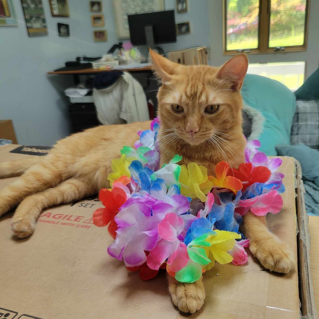 Max, a Adoptable Tabby in East Orange, NJ image 6/6