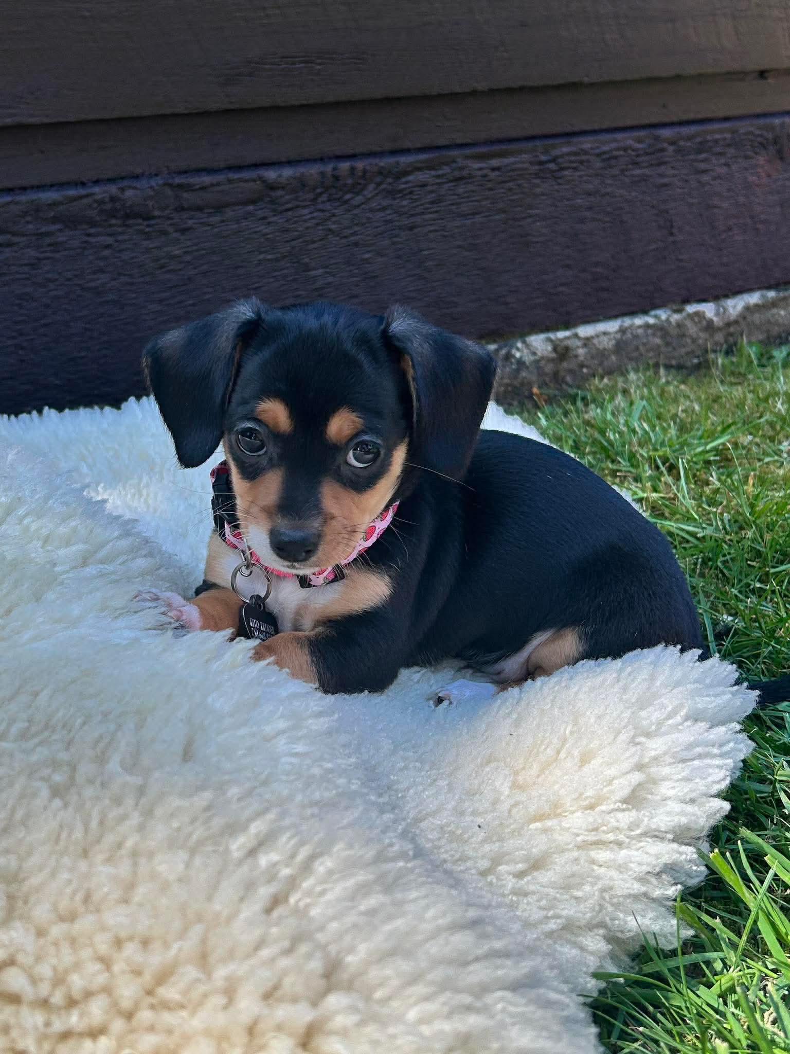 Enlarge Peppy, an adopted mixed breed in Nanaimo , BC image 2/5