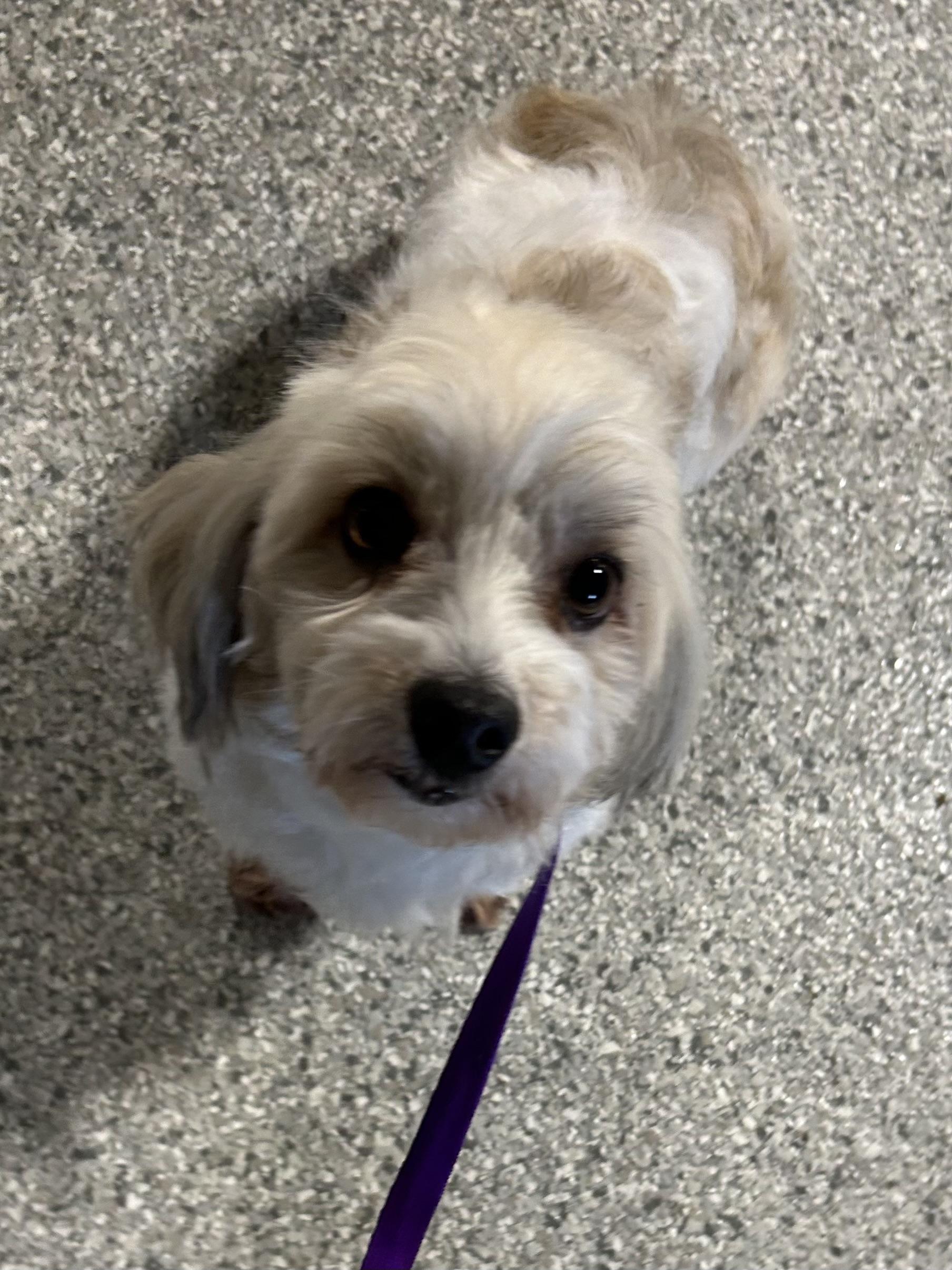 Bailey. , a Adoptable Havanese in Antwerp, OH image 3/4