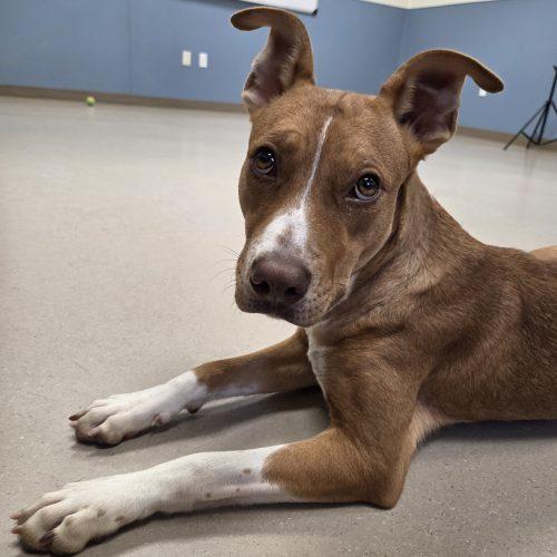 Gaia, Adoptable, Young Female Cattle Dog & Hound.