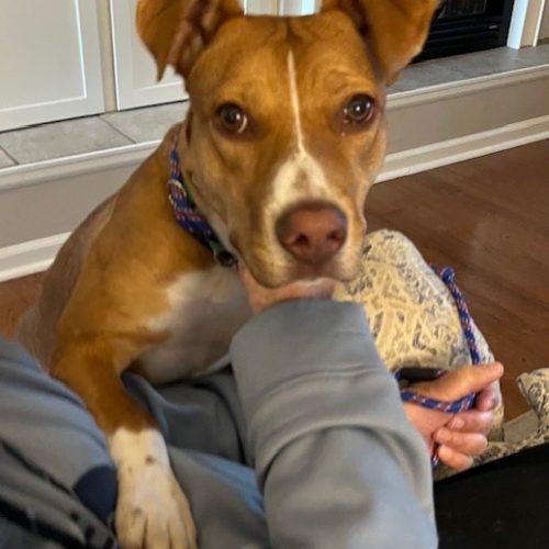 Enlarge Gaia, a Adoptable mixed breed in Grand Junction, CO image 1/6