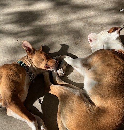 Enlarge Gaia, a Adoptable mixed breed in Grand Junction, CO image 2/6