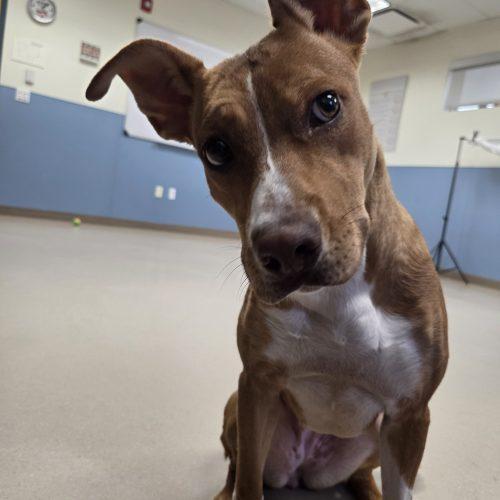 Enlarge Gaia, a Adoptable mixed breed in Grand Junction, CO image 2/5
