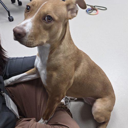 Enlarge Gaia, a Adoptable mixed breed in Grand Junction, CO image 3/5