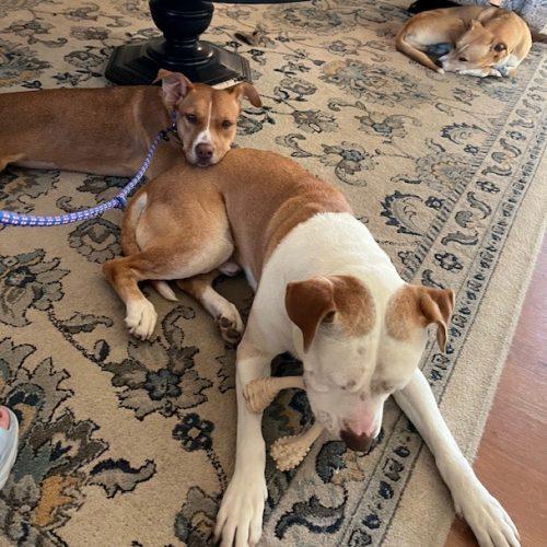 Enlarge Gaia, a Adoptable mixed breed in Grand Junction, CO image 4/6