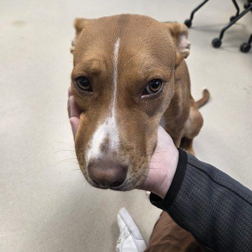 Enlarge Gaia, a Adoptable mixed breed in Grand Junction, CO image 4/5