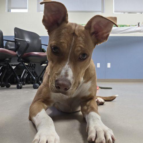 Enlarge Gaia, a Adoptable mixed breed in Grand Junction, CO image 5/5