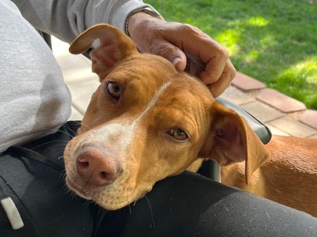 Enlarge Gaia, a Adoptable mixed breed in Grand Junction, CO image 6/6