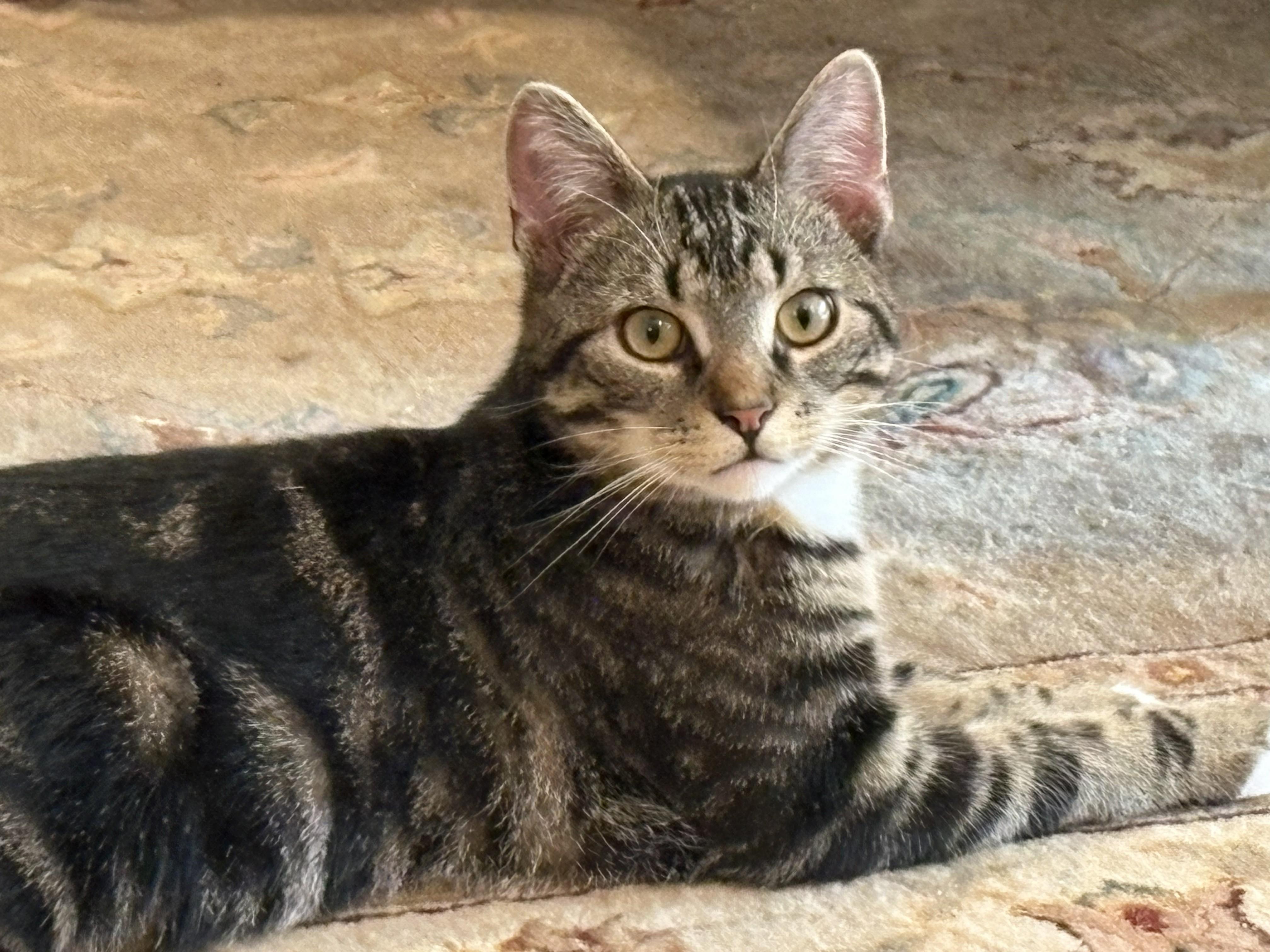 Enlarge Mitchum, a ADOPTABLE Tabby in Wayne, NJ image 3/3