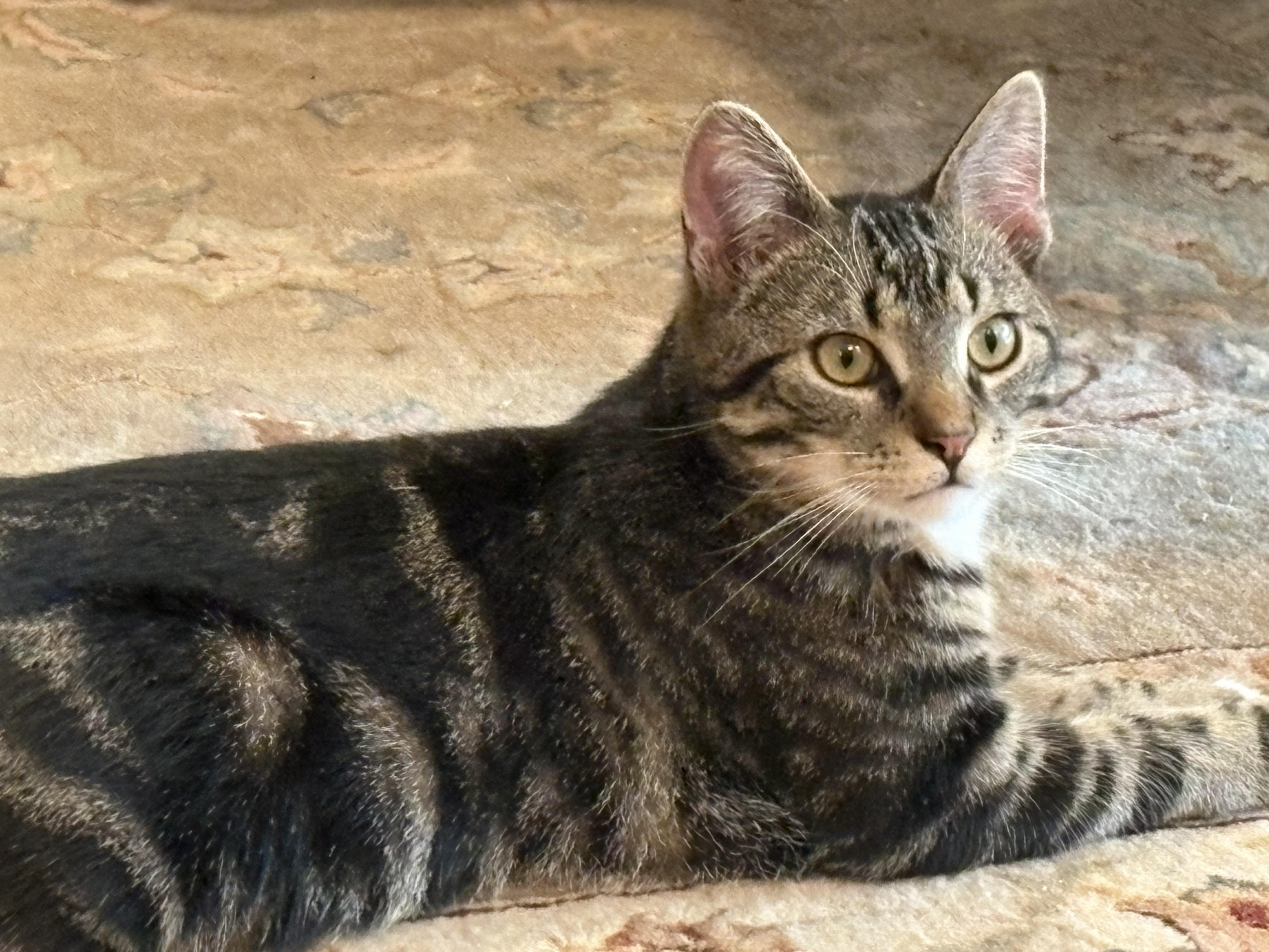 Enlarge Mitchum, a ADOPTABLE Tabby in Wayne, NJ image 2/3