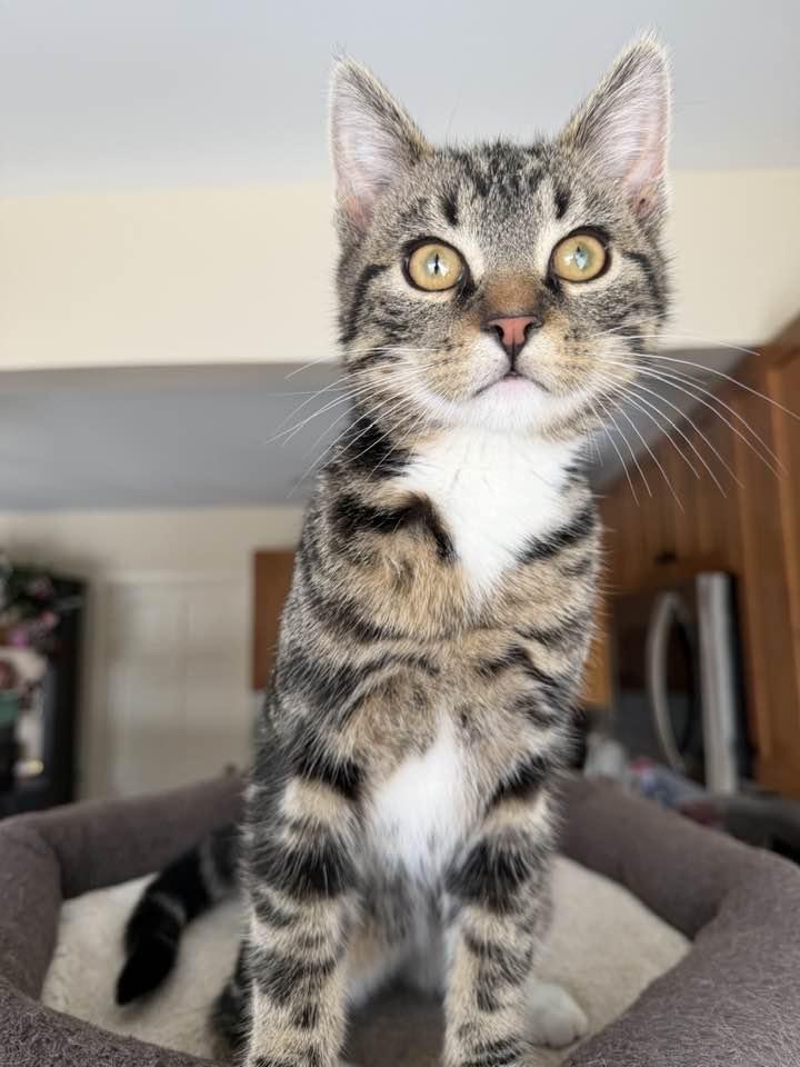 Enlarge Mitchum, a ADOPTABLE Tabby in Wayne, NJ image 1/1