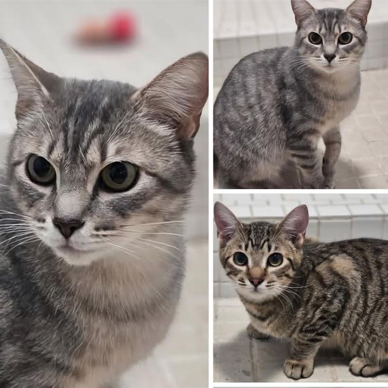 River & Squirrel, an adoptable Domestic Short Hair in Kalama, WA_image-1