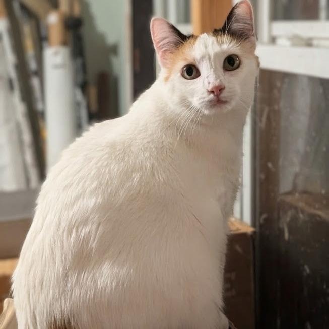 Enlarge Reefa, a Adoptable mixed breed in Wadena, MN image 1/4