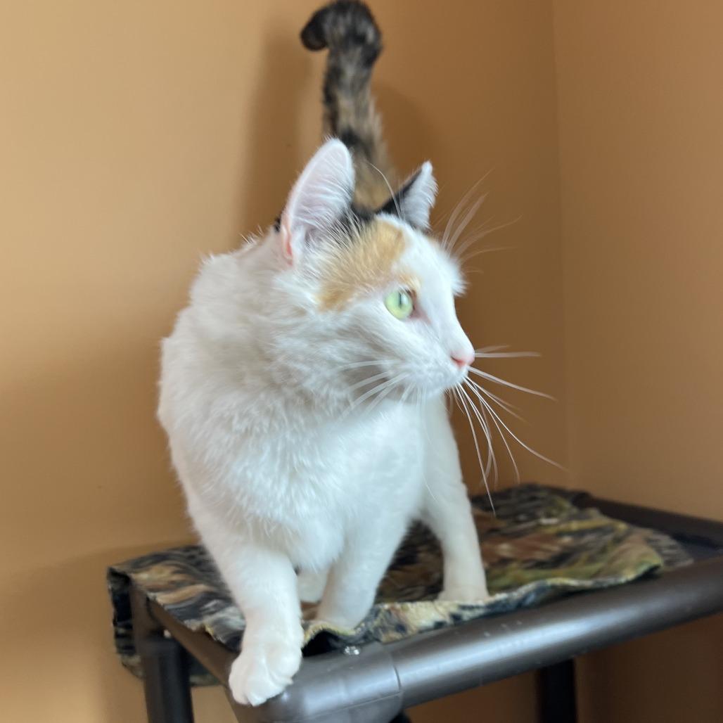 Enlarge Reefa, a Adoptable mixed breed in Wadena, MN image 2/4