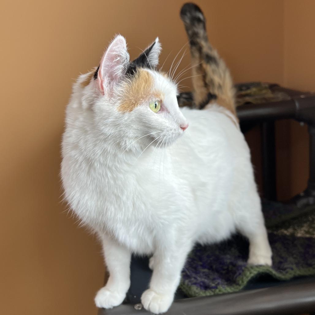 Enlarge Reefa, a Adoptable mixed breed in Wadena, MN image 3/4