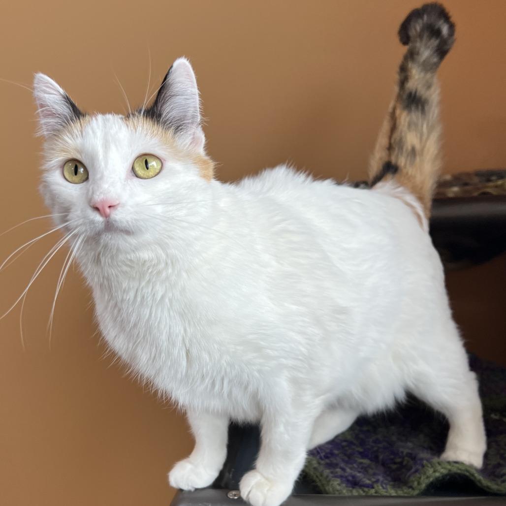 Enlarge Reefa, a Adoptable mixed breed in Wadena, MN image 4/4