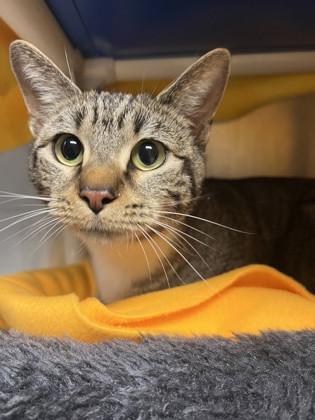 Priscilla, ADOPTABLE, Young Female Domestic Short Hair.