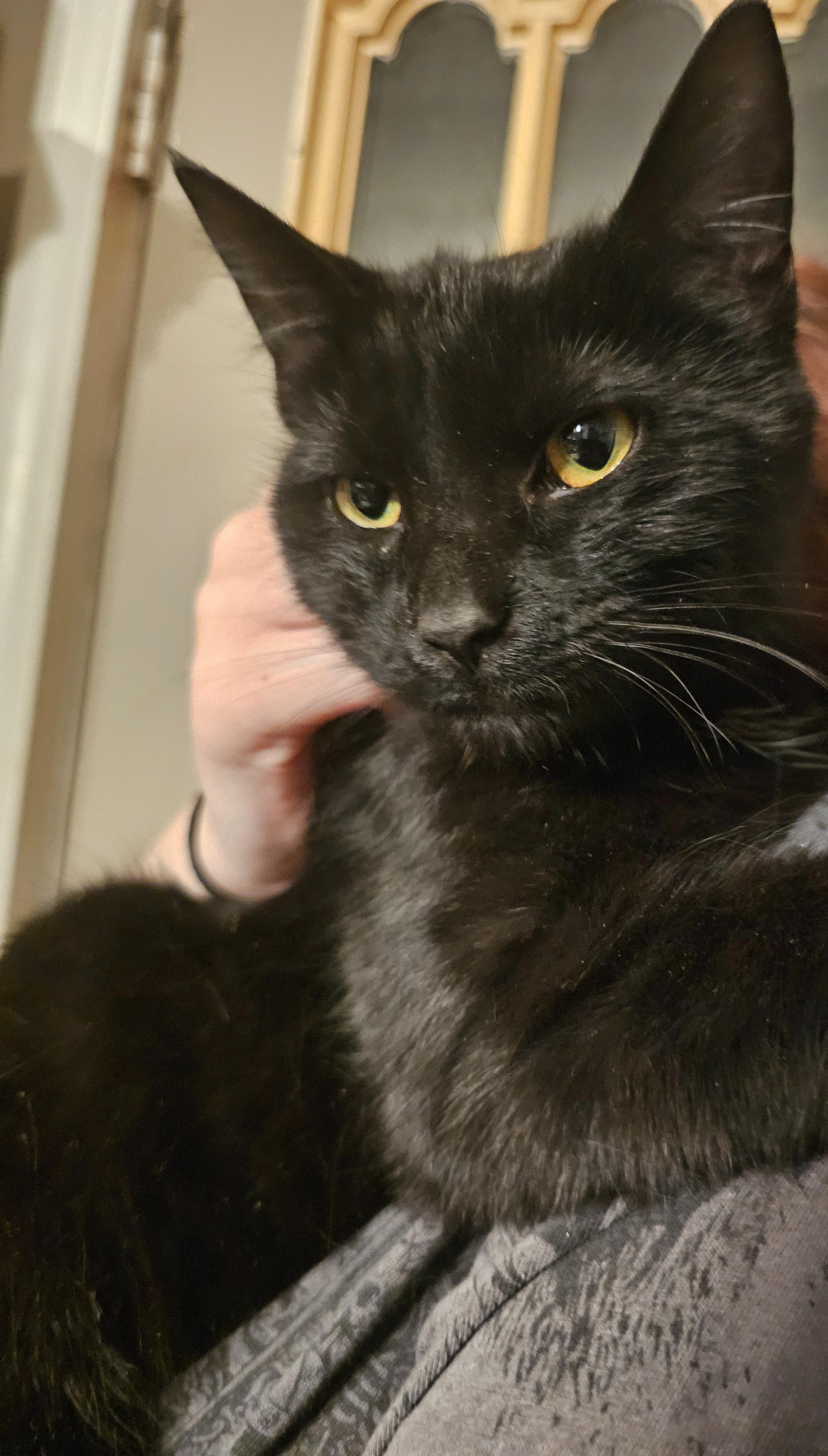 Truffle, Adopted, Young Male Bombay.