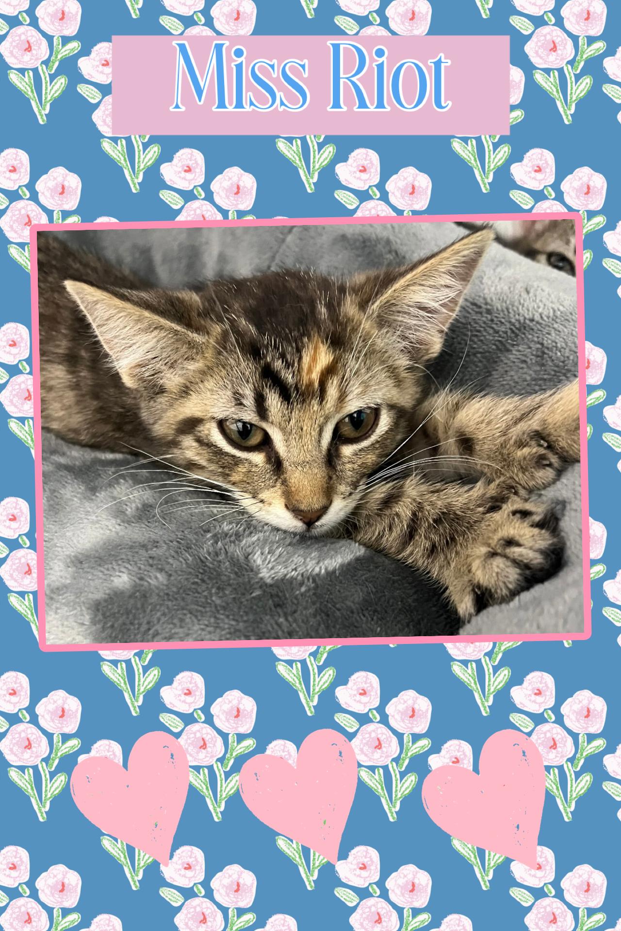 Riot, Adopted, Kitten Female Domestic Short Hair.