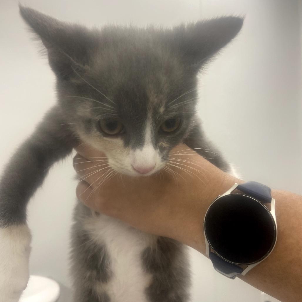 Mozart, Adoptable, Kitten Female Domestic Short Hair.