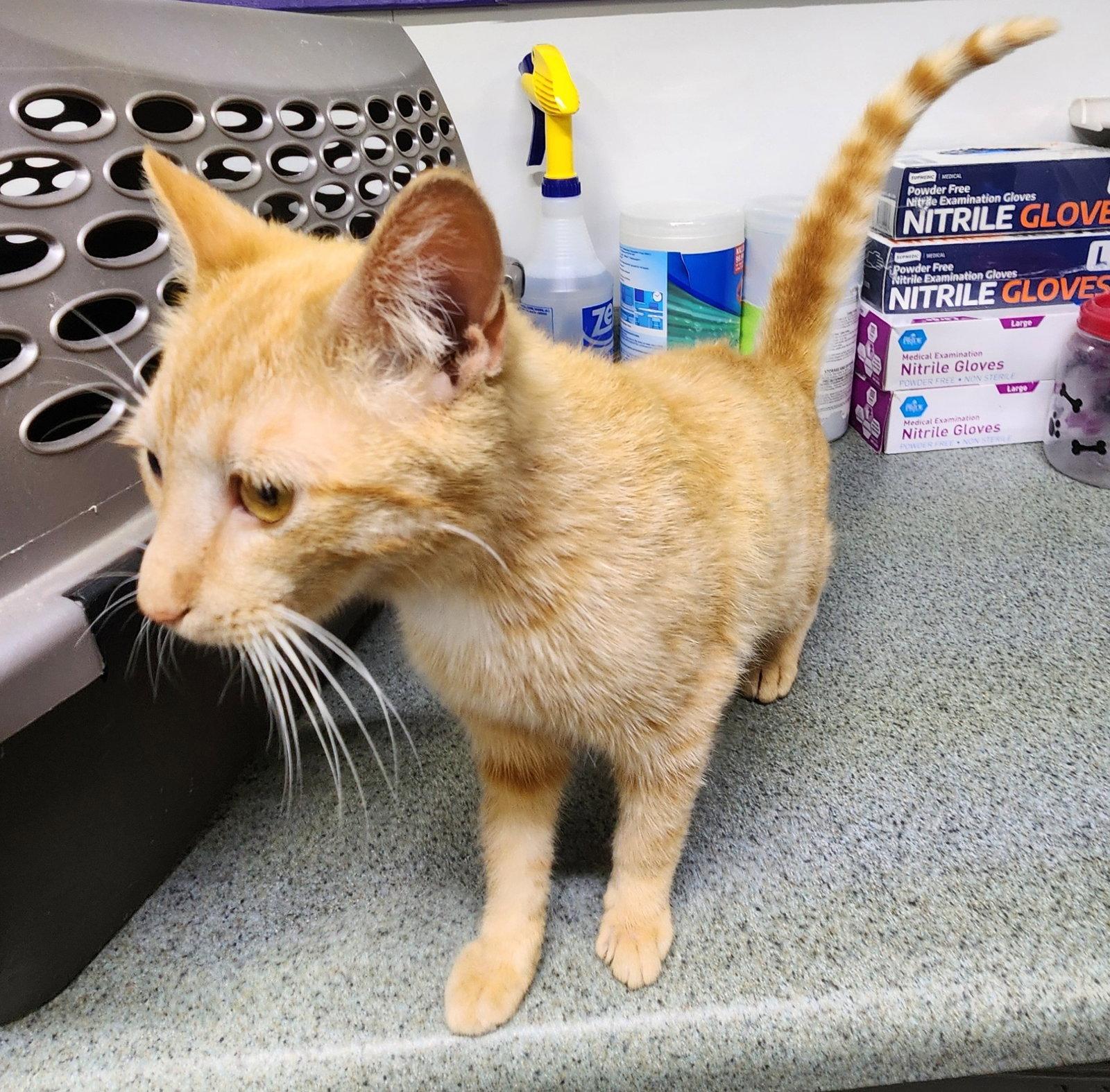 Enlarge Sunshine, a Adoptable Domestic Short Hair in Crossville, TN image 1/3