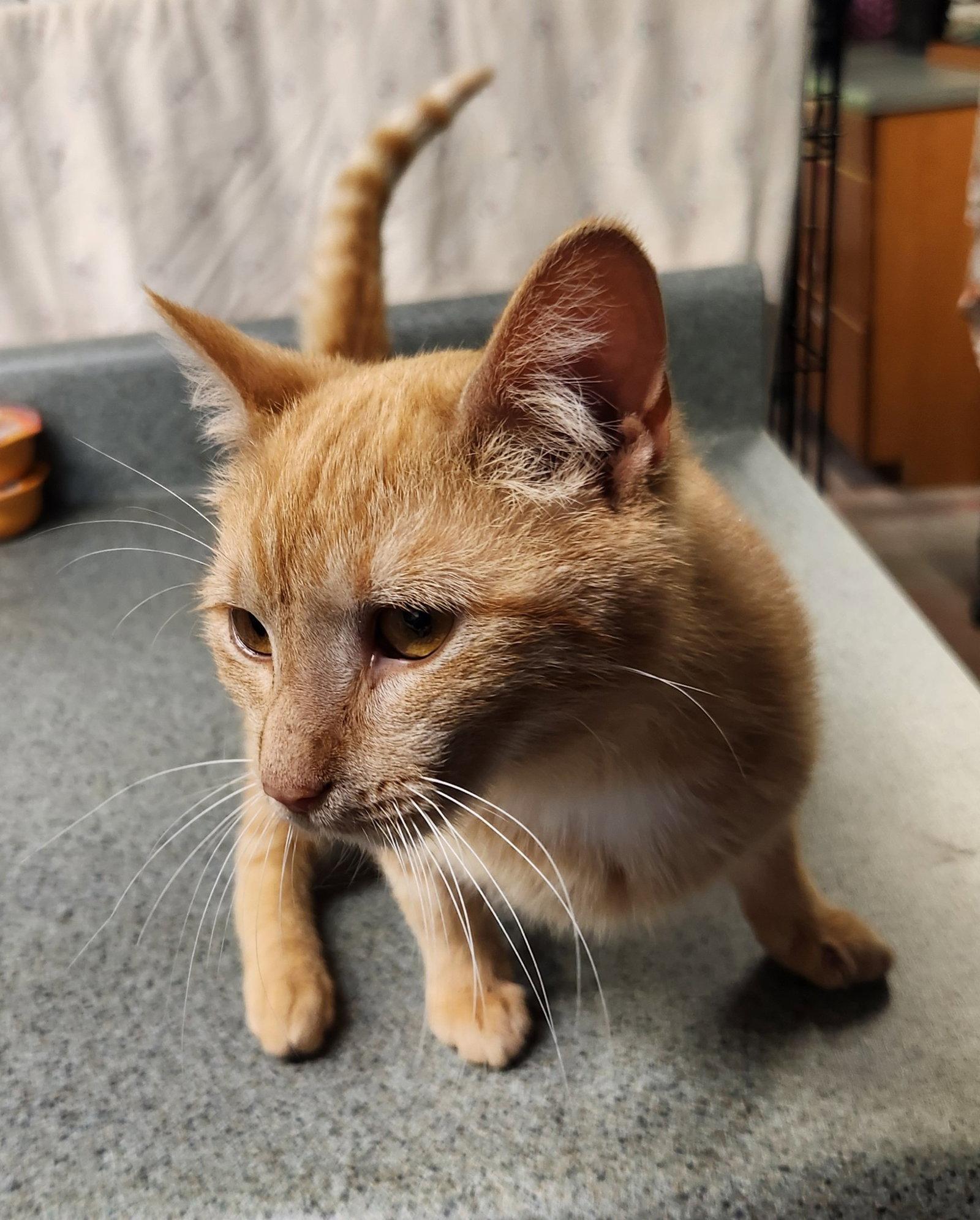 Enlarge Sunshine, a Adoptable Domestic Short Hair in Crossville, TN image 2/3