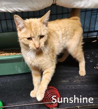 Enlarge Sunshine, a Adoptable Domestic Short Hair in Crossville, TN image 3/3