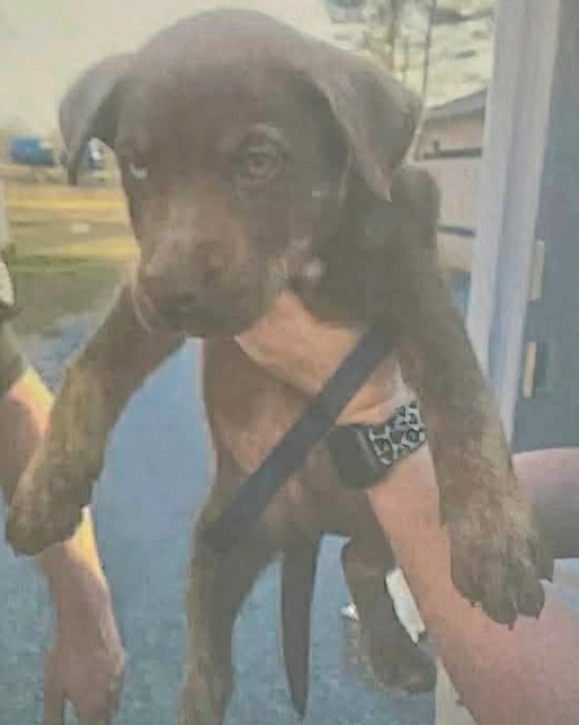 Nigel — thumbnail 2