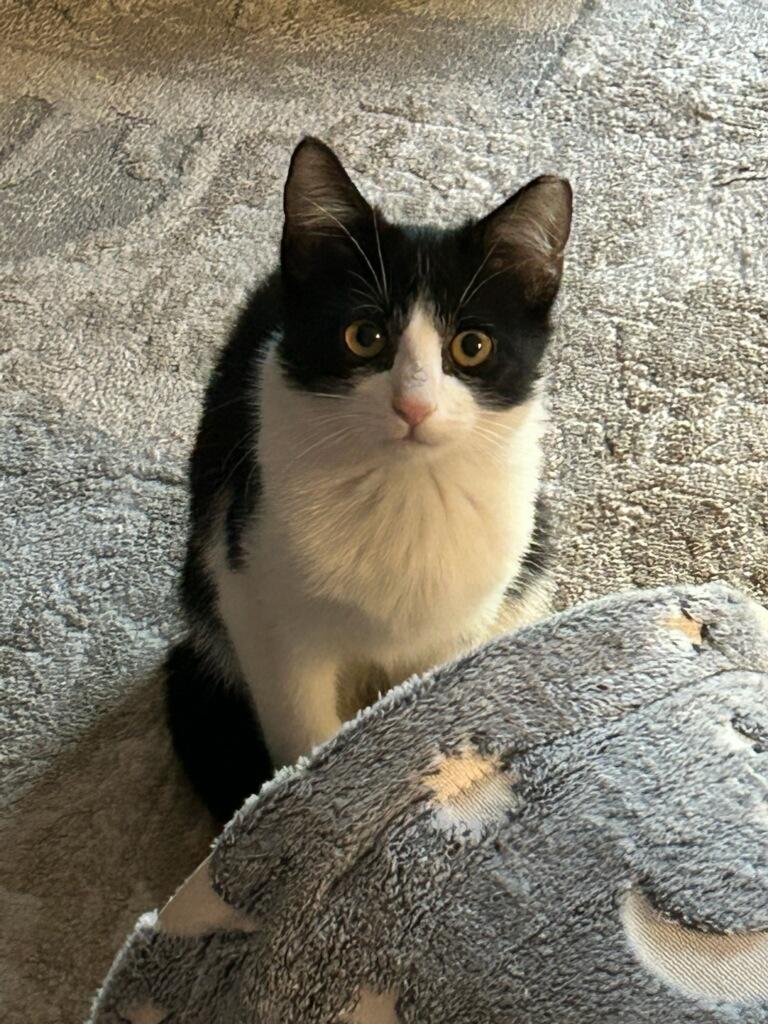 Enlarge Orchard, a Adoptable Domestic Short Hair in Boca Raton, FL image 2/2