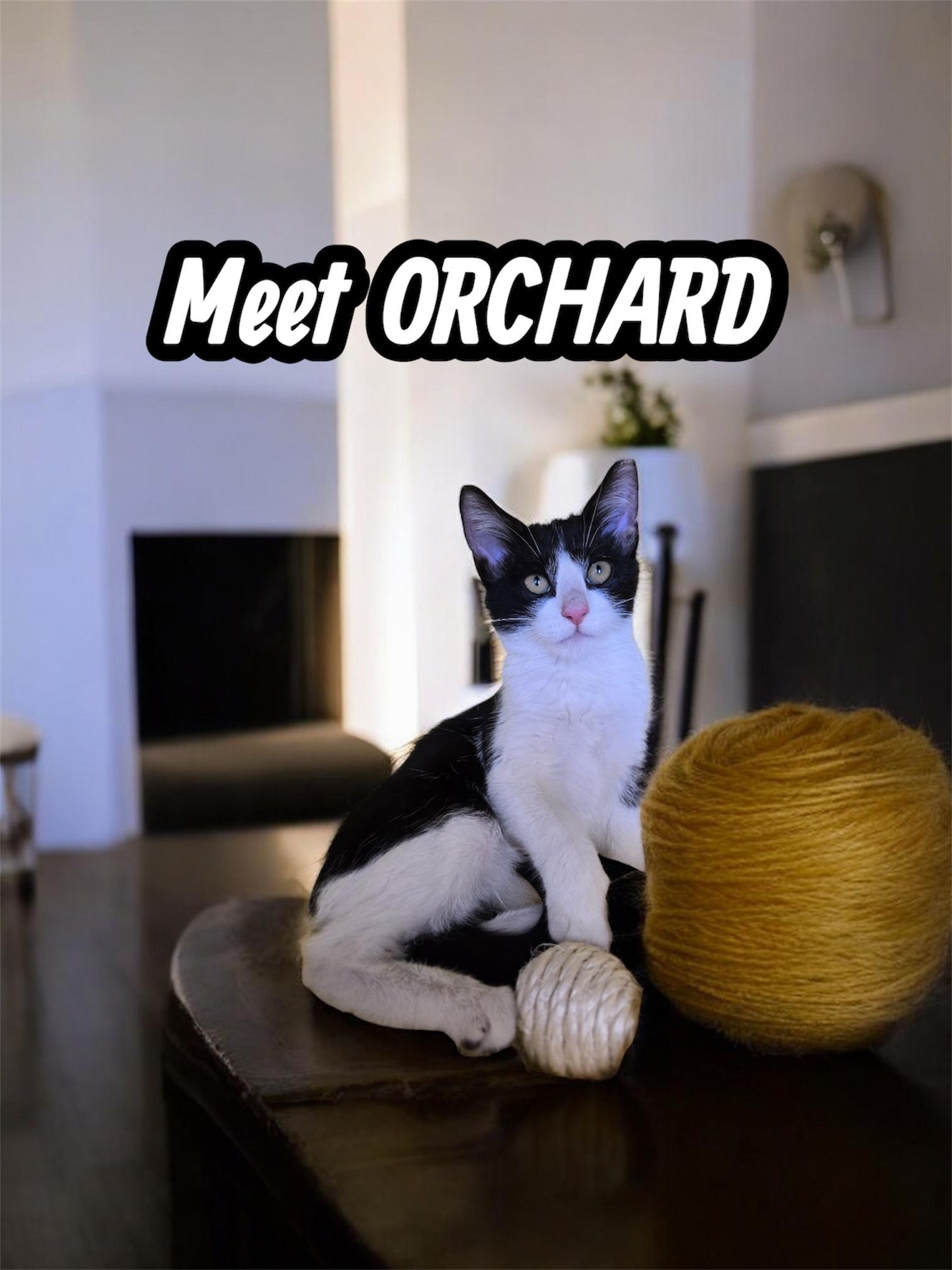 Enlarge Orchard, a Adoptable Domestic Short Hair in Boca Raton, FL image 1/2