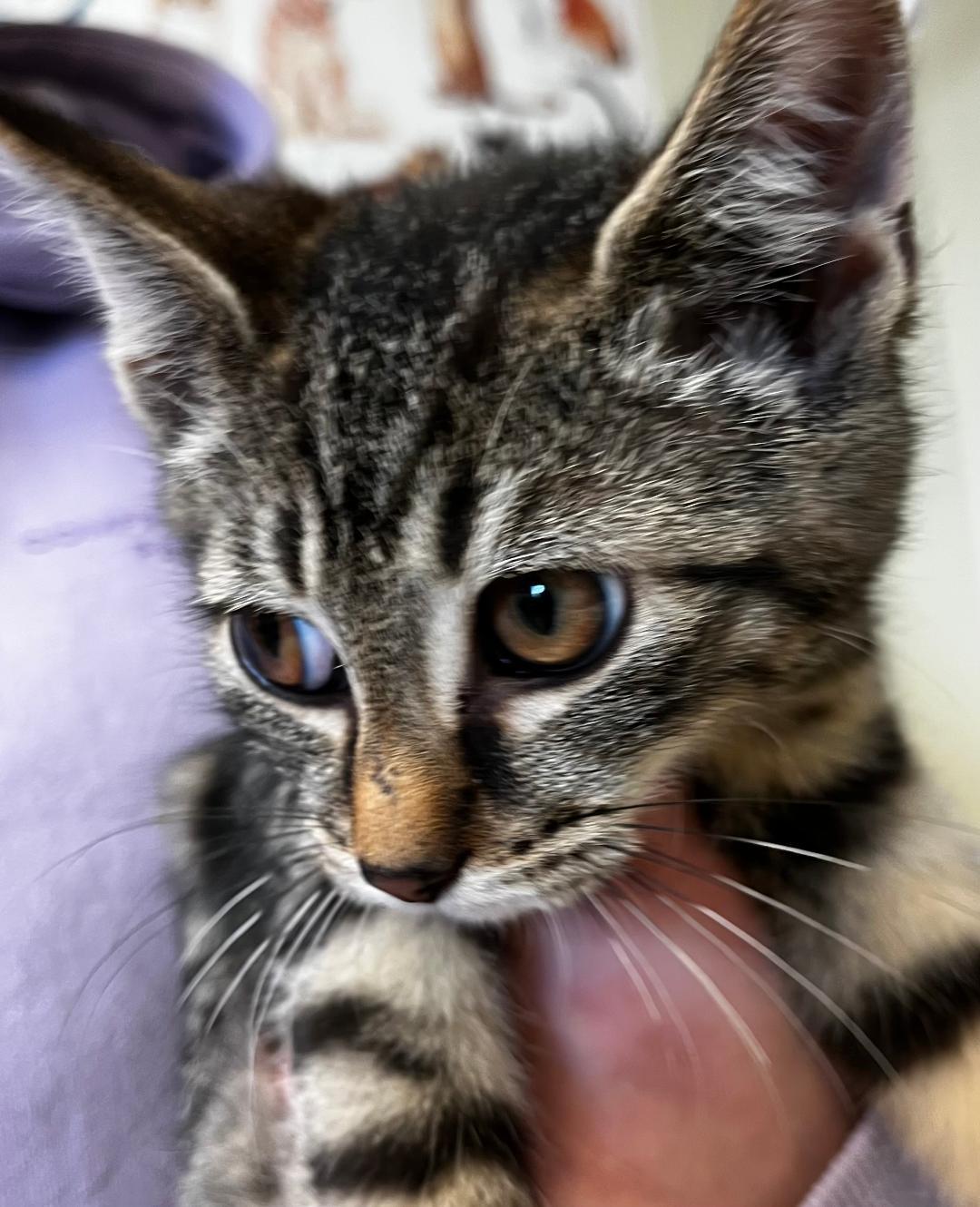 Gladys, ADOPTABLE, Young Female Domestic Short Hair.