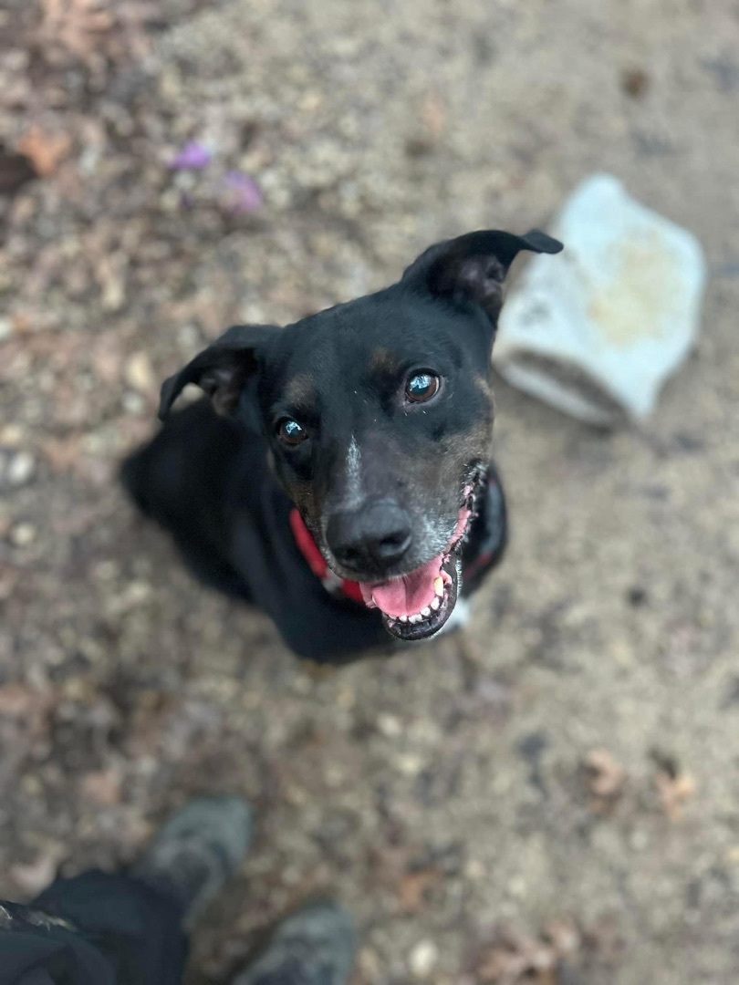 Roo