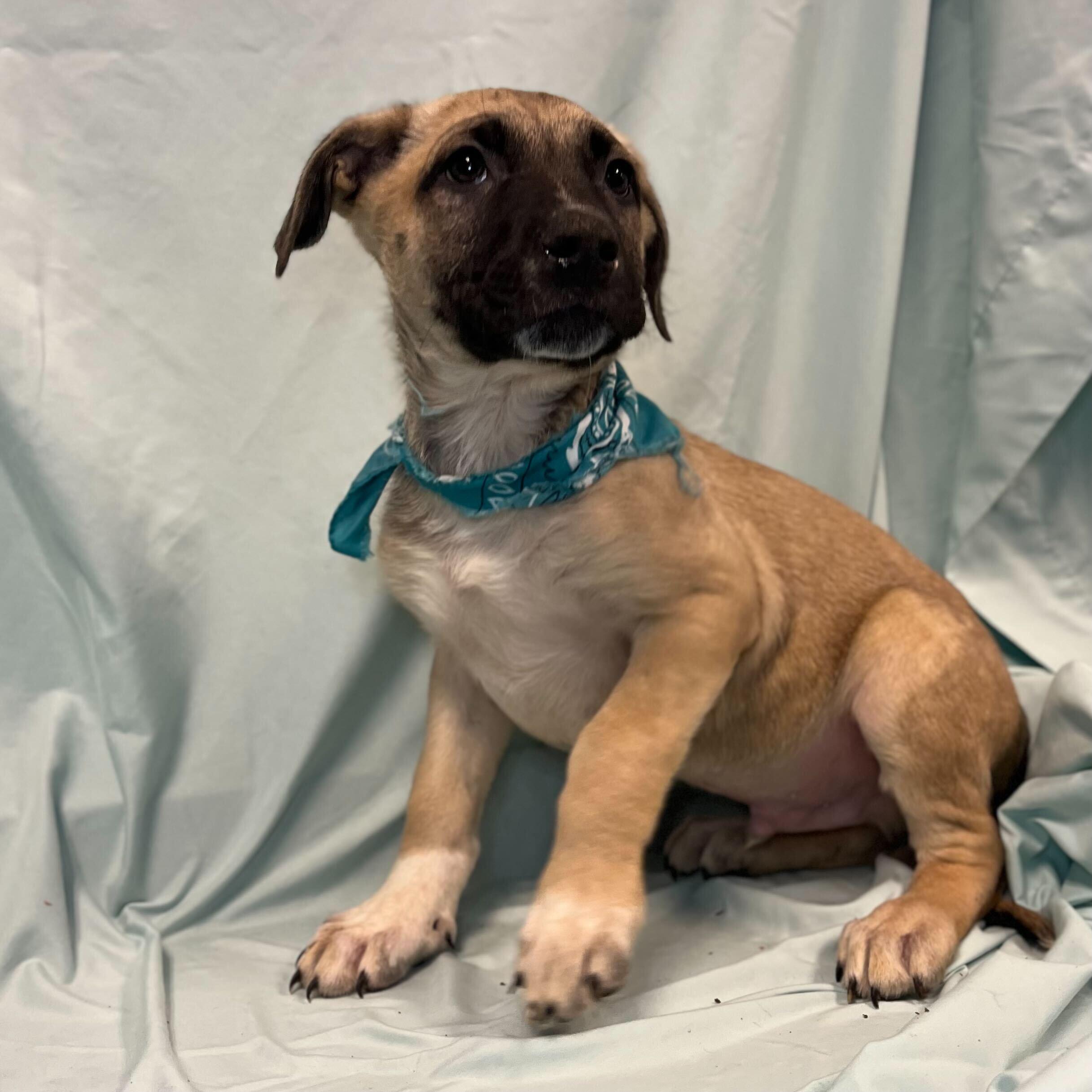 Frost, adoptable, Puppy Male Mixed Breed.