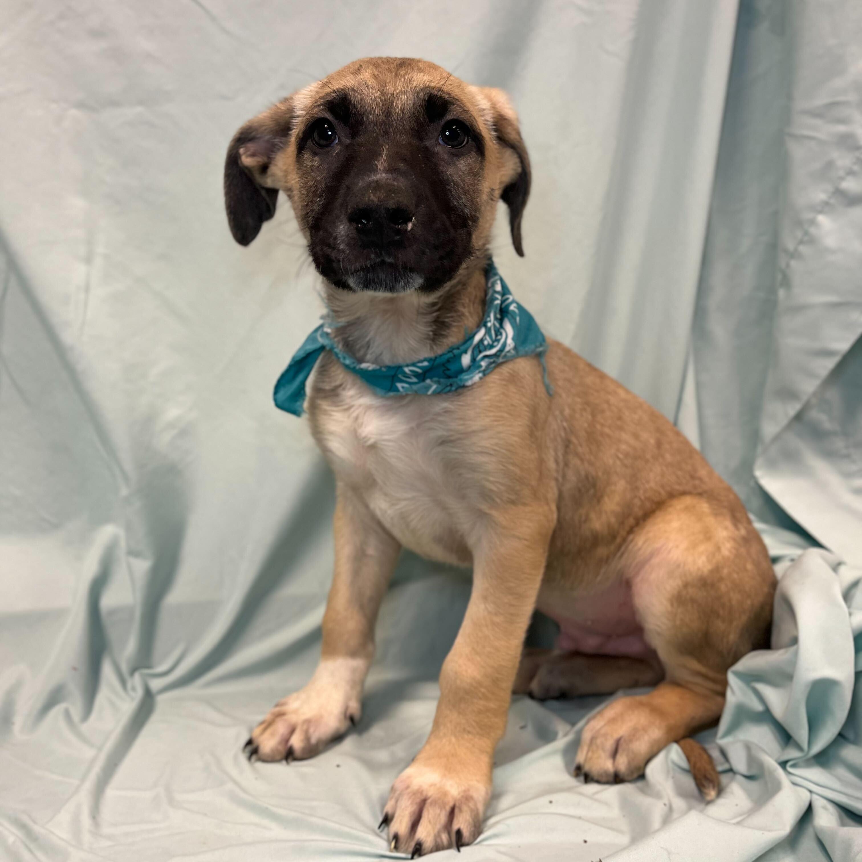 Enlarge Frost, a other Mixed Breed in Canal Winchester, OH image 2/2