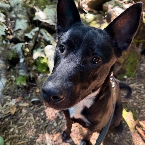 Timber, adopted, Young Male German Shepherd Dog.