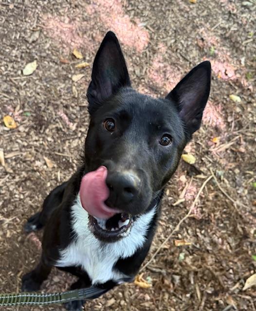 Timber, an adopted mixed breed in Saranac Lake, NY image 2/3