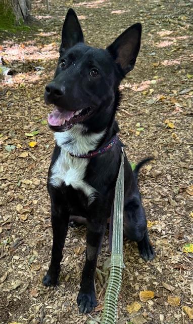 Timber, an adopted mixed breed in Saranac Lake, NY image 3/3