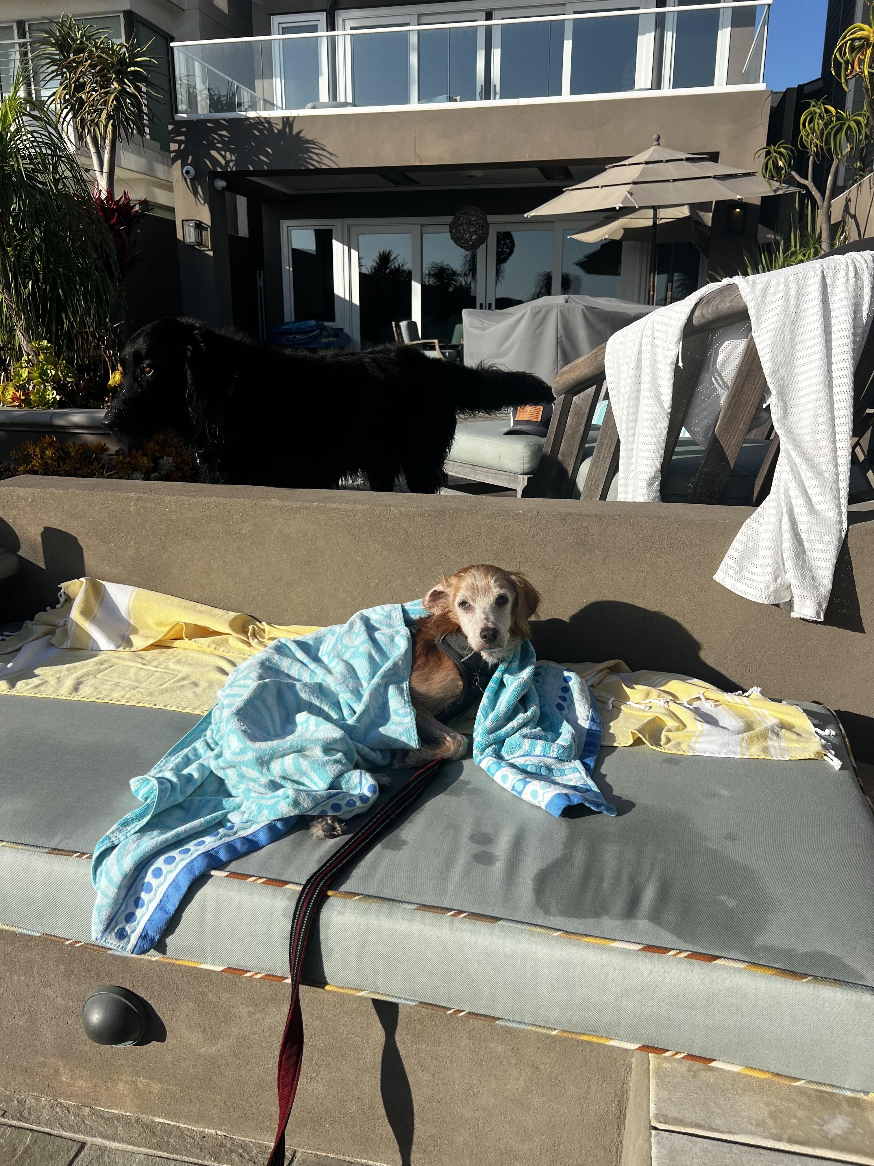 Enlarge Remy, a Adopted mixed breed in Laguna Beach, CA image 3/3