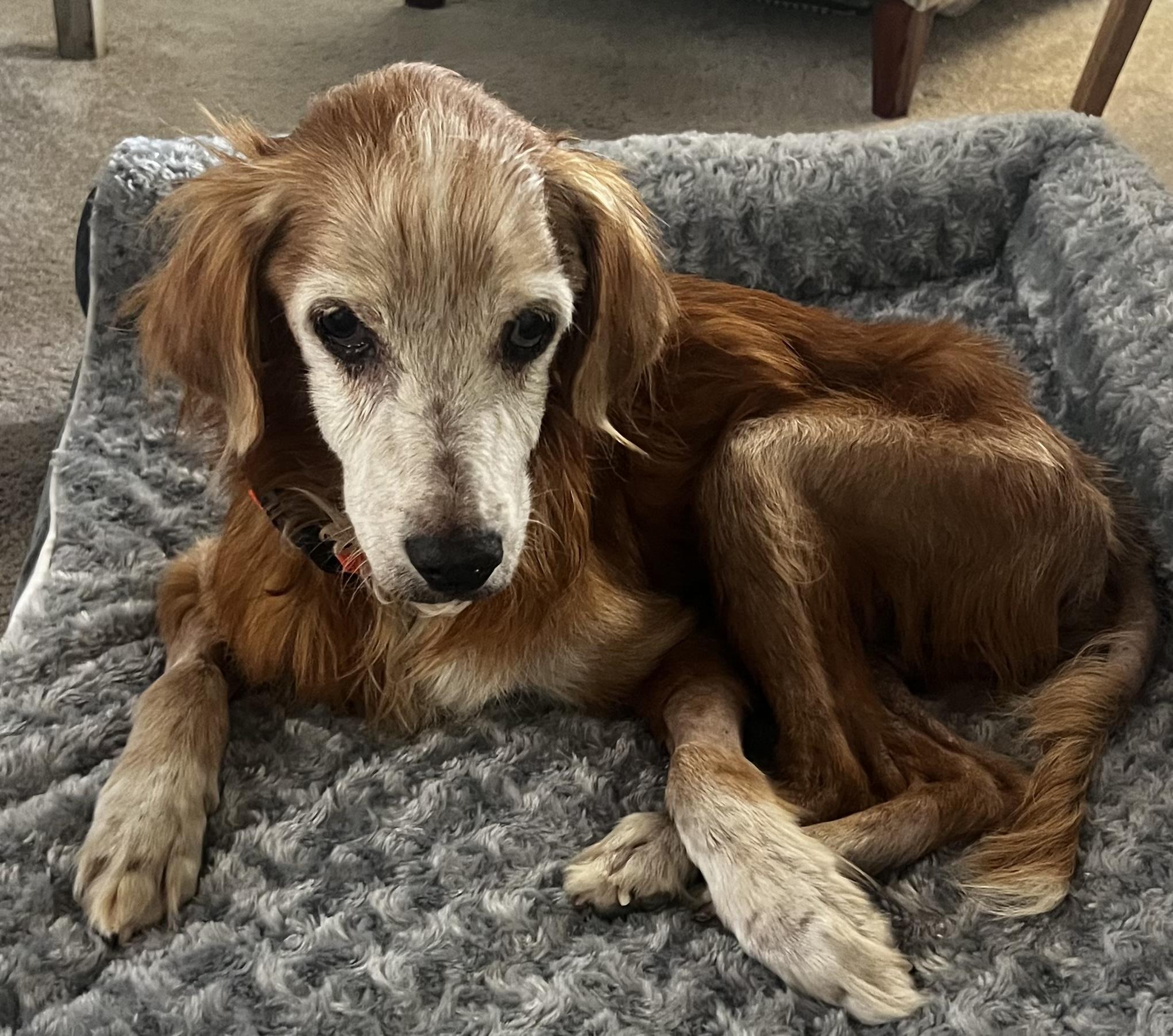 Enlarge Remy, a Adopted mixed breed in Laguna Beach, CA image 2/3