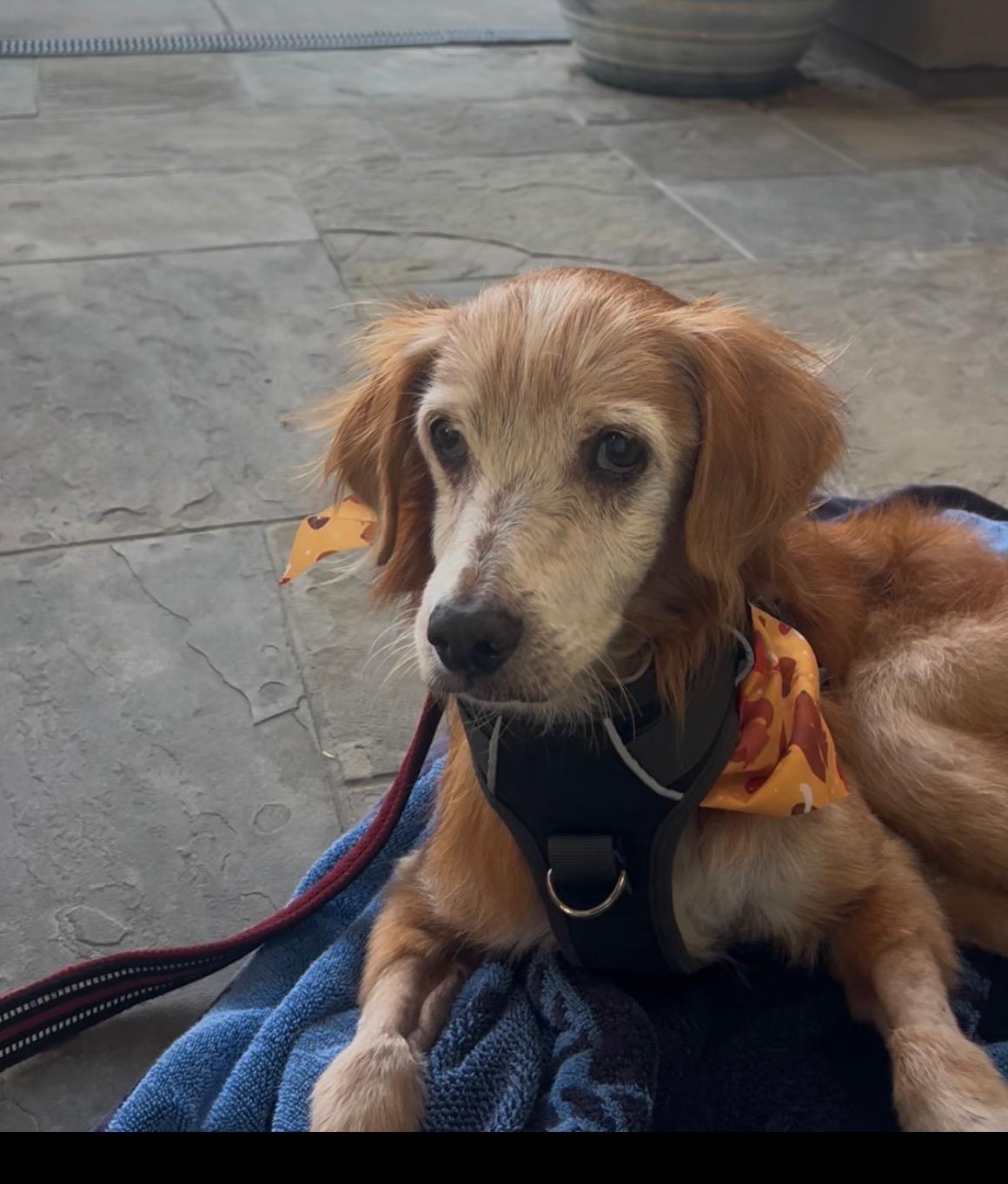 Remy, Adopted, Senior Male Golden Retriever.