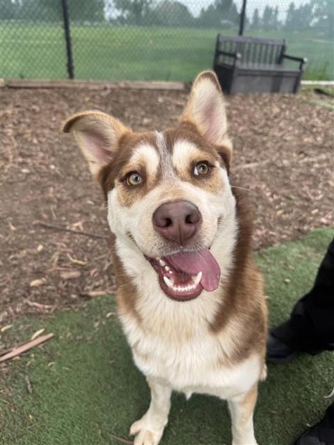 Enlarge REX, a Adoptable Husky in Fremont, CA image 1/1