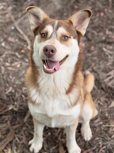 Enlarge REX, a Adoptable Husky in Fremont, CA image 2/2