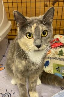 Turtle, adopted, Young Female Dilute Tortoiseshell.