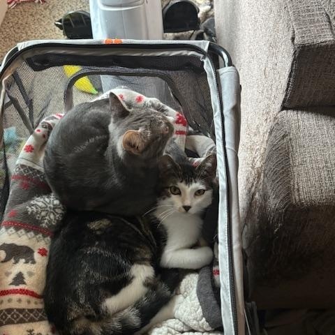 Enlarge Catticus Finch, a Adoptable Domestic Short Hair in Eugene, OR image 4/6