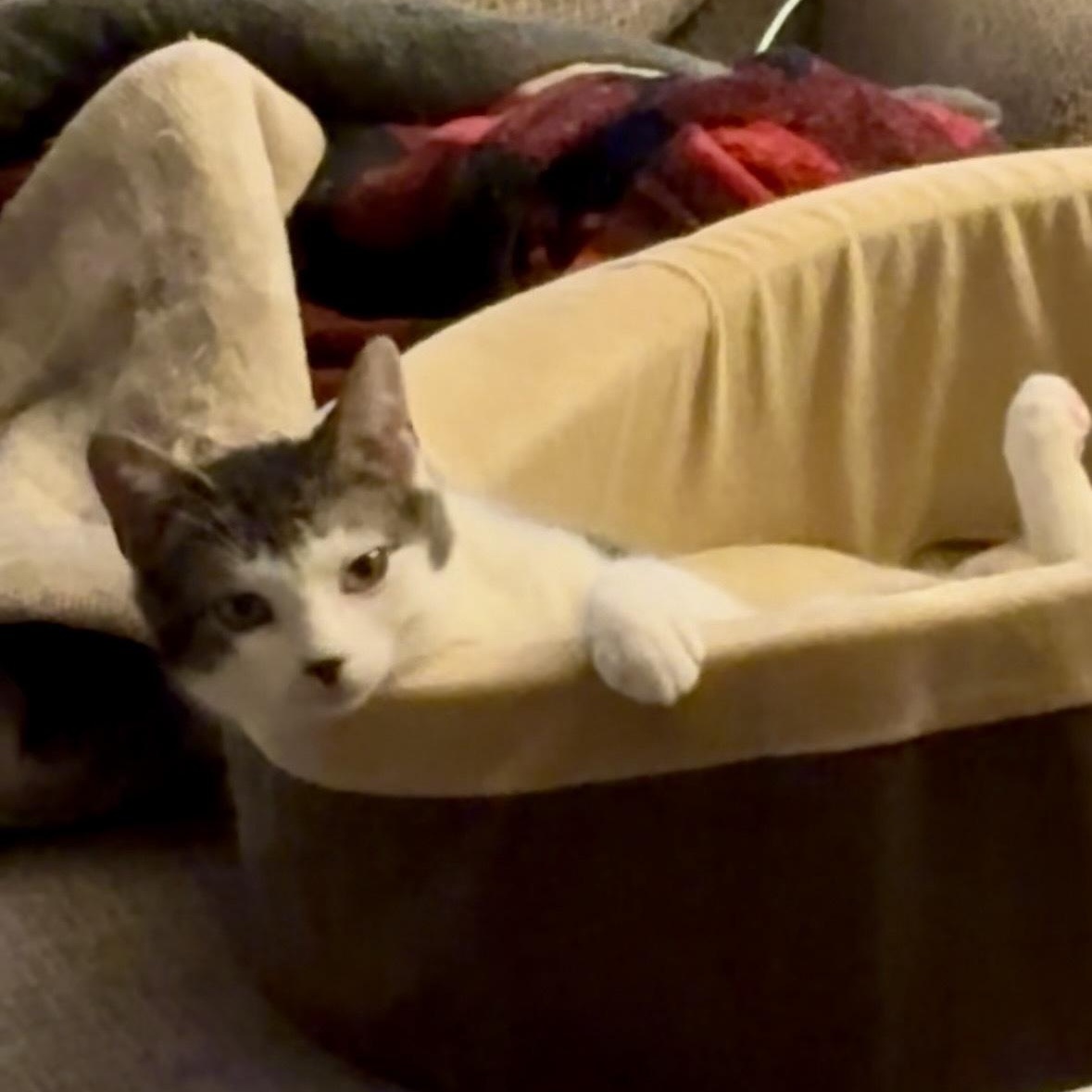 Enlarge Catticus Finch, a Adoptable Domestic Short Hair in Eugene, OR image 3/6