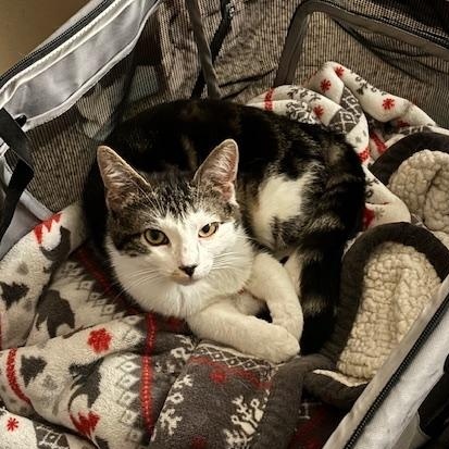 Enlarge Catticus Finch, a Adoptable Domestic Short Hair in Eugene, OR image 1/6