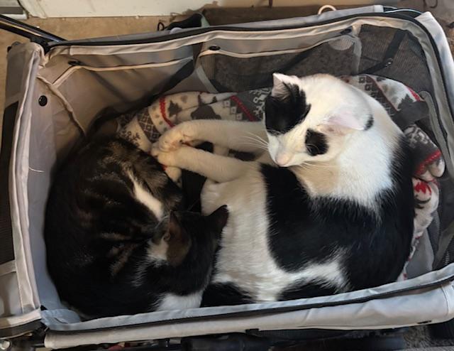 Enlarge Catticus Finch, a Adoptable Domestic Short Hair in Eugene, OR image 2/6