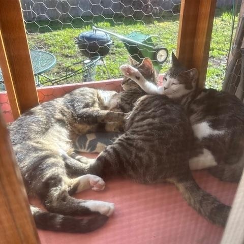 Enlarge Catticus Finch, a Adoptable Domestic Short Hair in Eugene, OR image 5/6